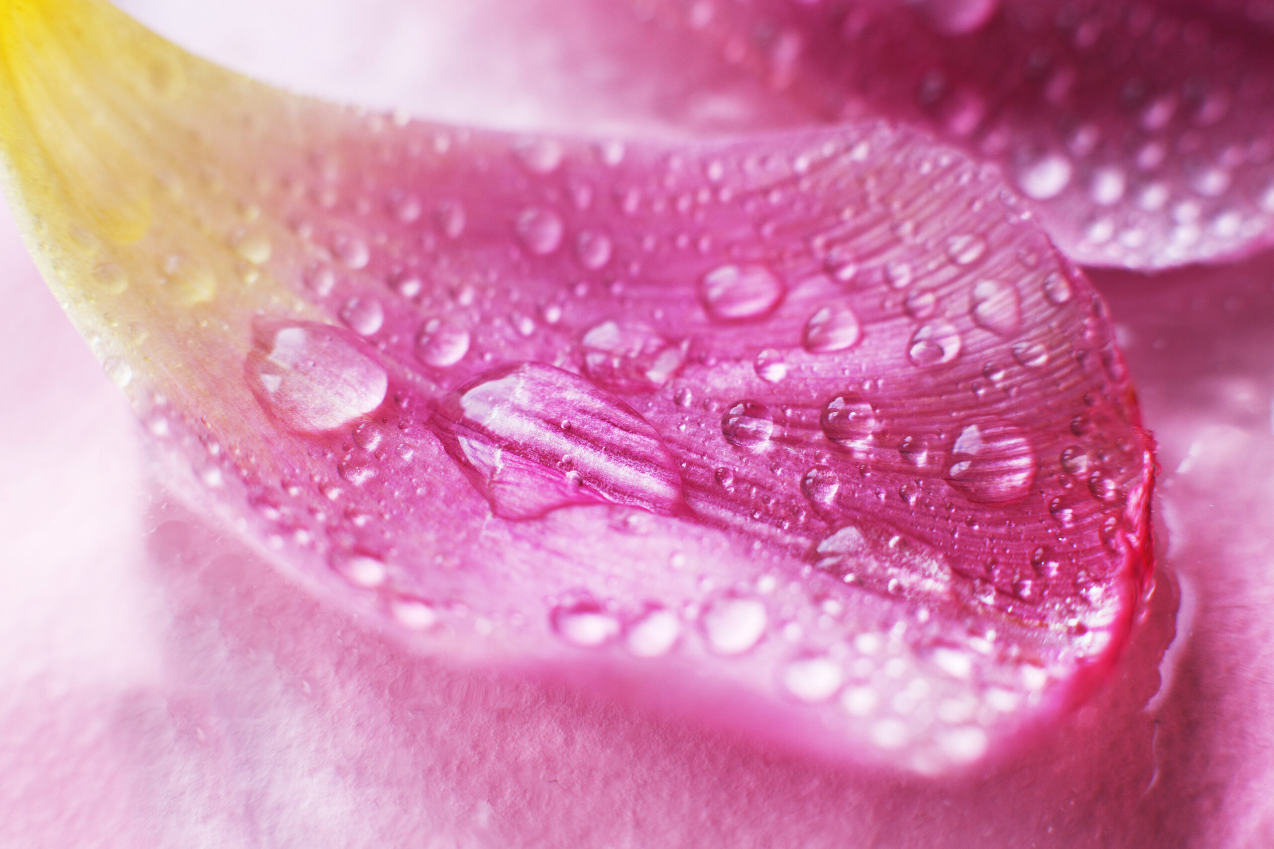 petal with water on it