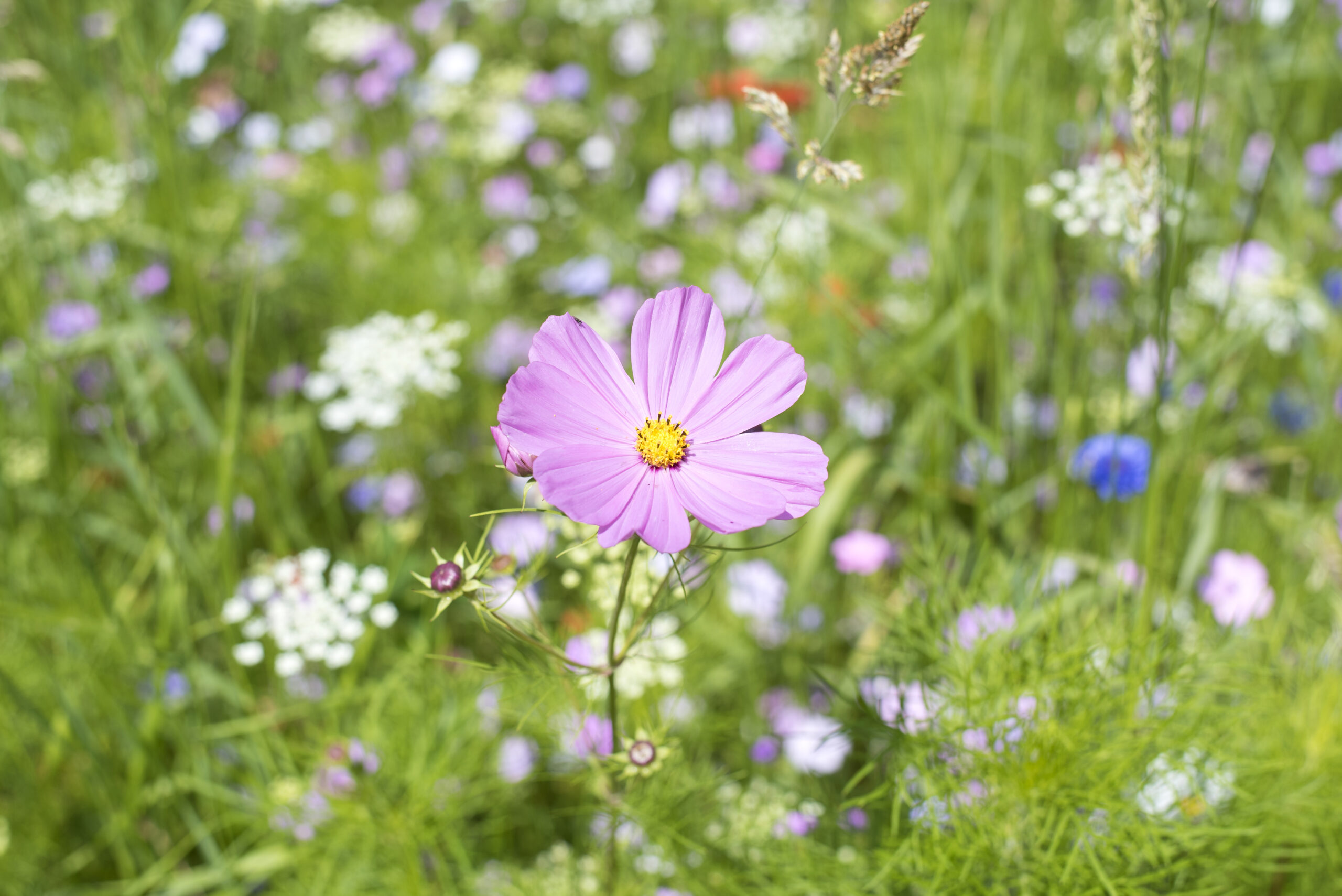 Flower blooming