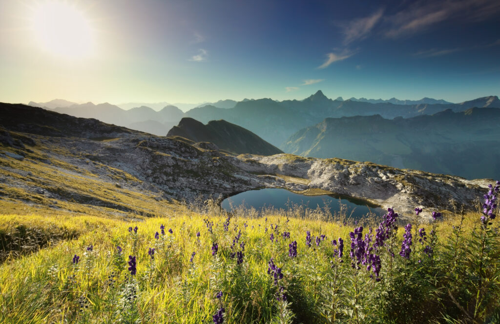 Wildflowers by an alpine lake