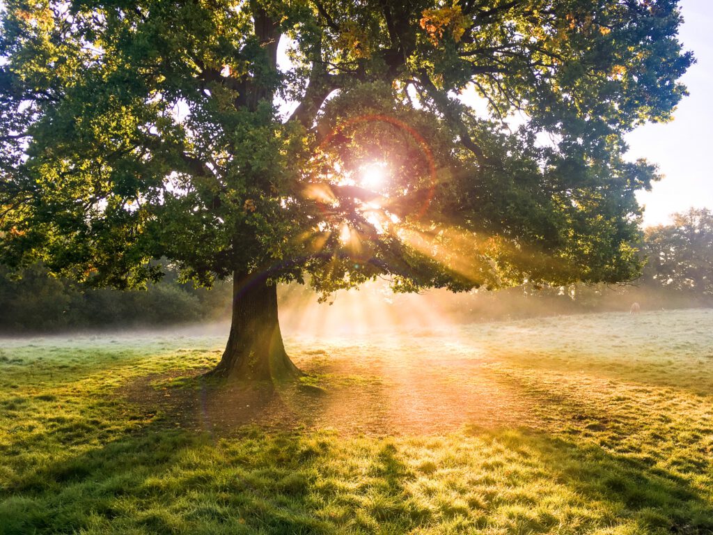 Sunrise shining through an oak tree with beautiful rays