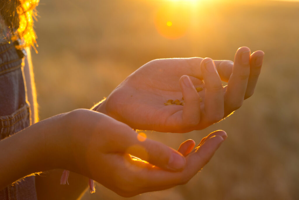 feamles hands with sun rays and grain in her hands