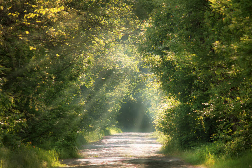 Sunlight filtering through a forest path, symbolizing self-trust and emotional growth.